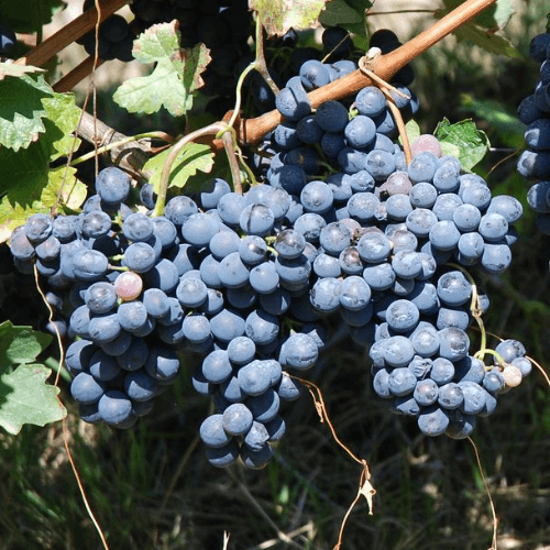 Barbera