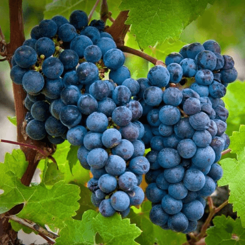 Cabernet Sauvignon