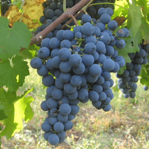 Carmenere