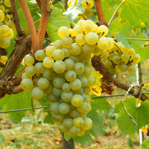 Chardonnay