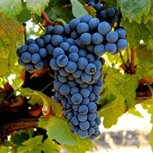 Dolcetto