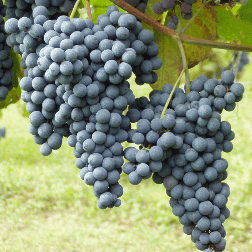 Nebbiolo