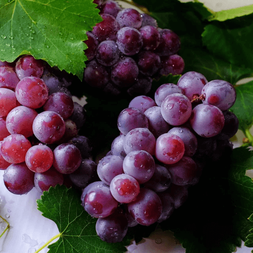 Pinot Noir