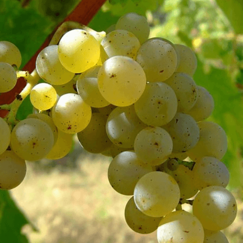 Sauvignon Blanc